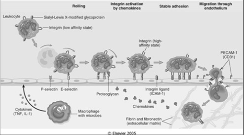 <ul><li><p><span><strong>Endothelial Cells</strong></span></p></li></ul><p></p>