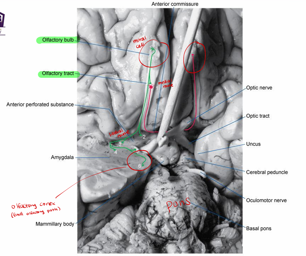 <p><strong>Olfactory tract to olfactory cortex</strong> on <strong>parahippocampal gyrus</strong> (Brodmann area 28), s<strong>eptal area, hypothalamus, limbic system</strong></p><p><strong>perception </strong>on <strong>parahippocampal </strong></p><p>others for hunger/thirst/satiety, instinct memories , emotion centers </p><p>note<strong> no direct connection to sensory thalamus </strong>(no relay system)</p>