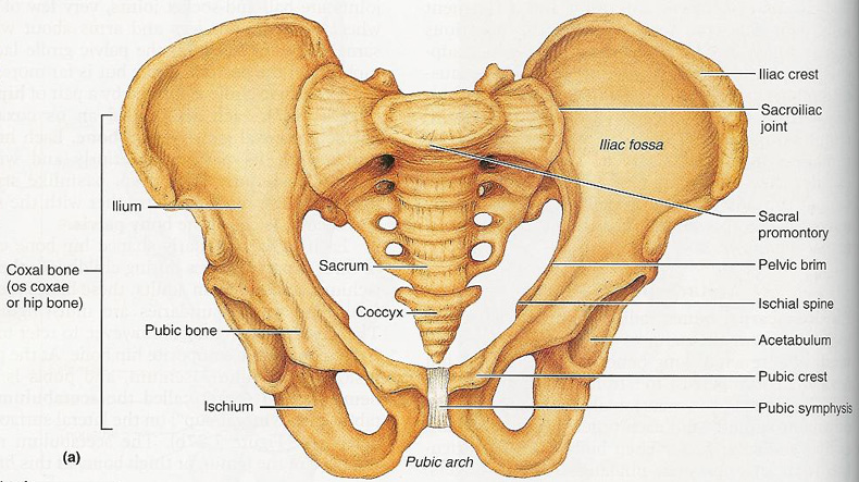 <p>inferior; Relating to the pelvis, the bony structure formed by the hip bones and the sacrum.</p>