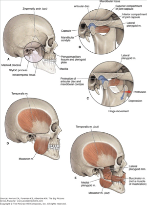 <ul><li><p><mark data-color="yellow" style="background-color: yellow; color: inherit">Medial &amp; lateral pterygoid muscle</mark></p></li><li><p><mark data-color="yellow" style="background-color: yellow; color: inherit">Temporalis and masseter muscle</mark></p></li><li><p><mark data-color="yellow" style="background-color: yellow; color: inherit">Trigeminal: Mandibular nerve (CNV3)</mark></p></li><li><p><mark data-color="blue" style="background-color: blue; color: inherit">Otic ganglion: Glossopharyngeal nerve (CNIX) </mark></p></li><li><p>Maxillary artery &amp; vein</p></li></ul><p></p>