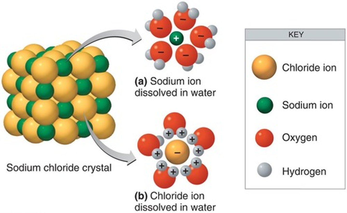 <p>Describes how water acts as a solvent for sodium chloride (NaCl).</p>