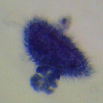 <p>whats this</p>