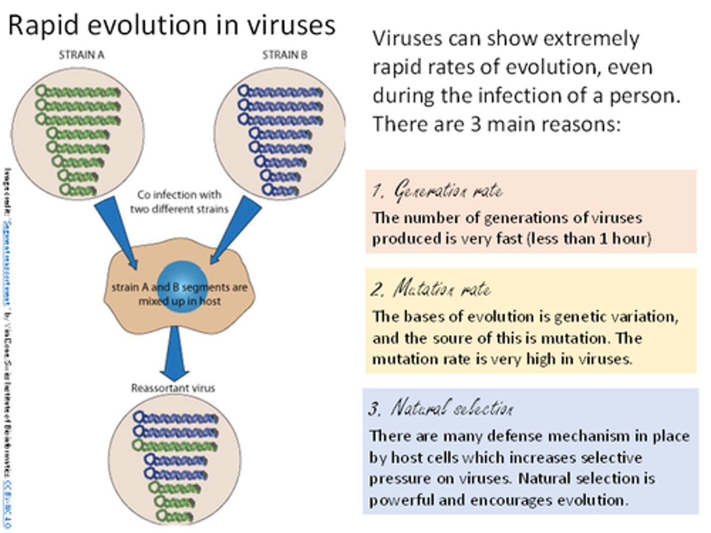 <p>1. A very fast generation rate</p><p>2. A very high mutation rate</p><p>3. Natural selection mechanisms put in place by host cells, driving the more rapid evolution of resistant, successful viral strains.</p>