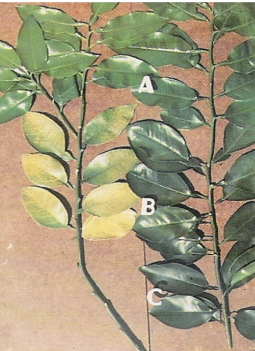 What deficiency do these grapefruit leaves have?