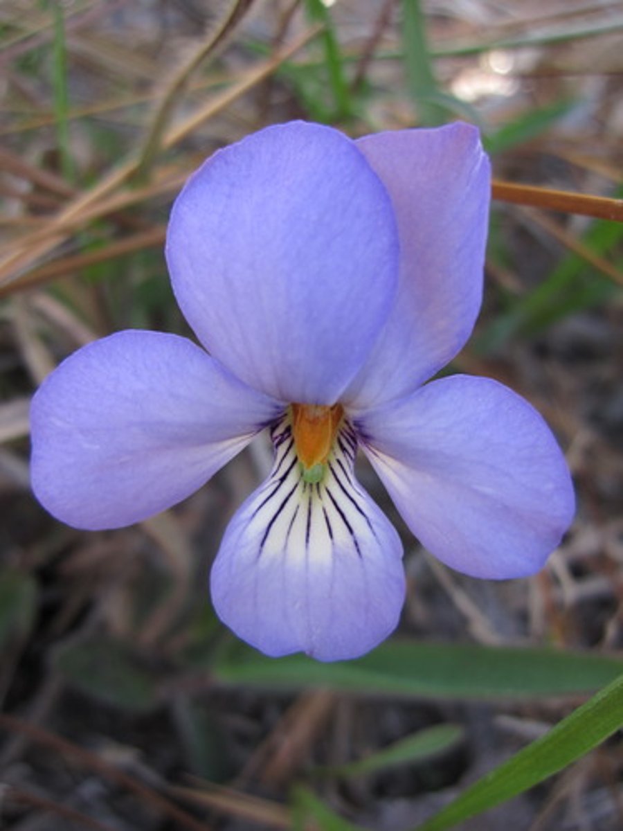 <p>Violet</p>