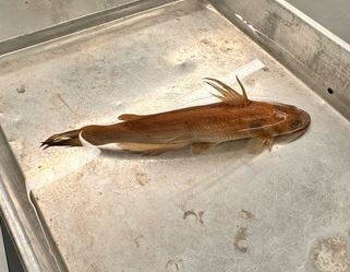 <p>Channel Catfish</p>