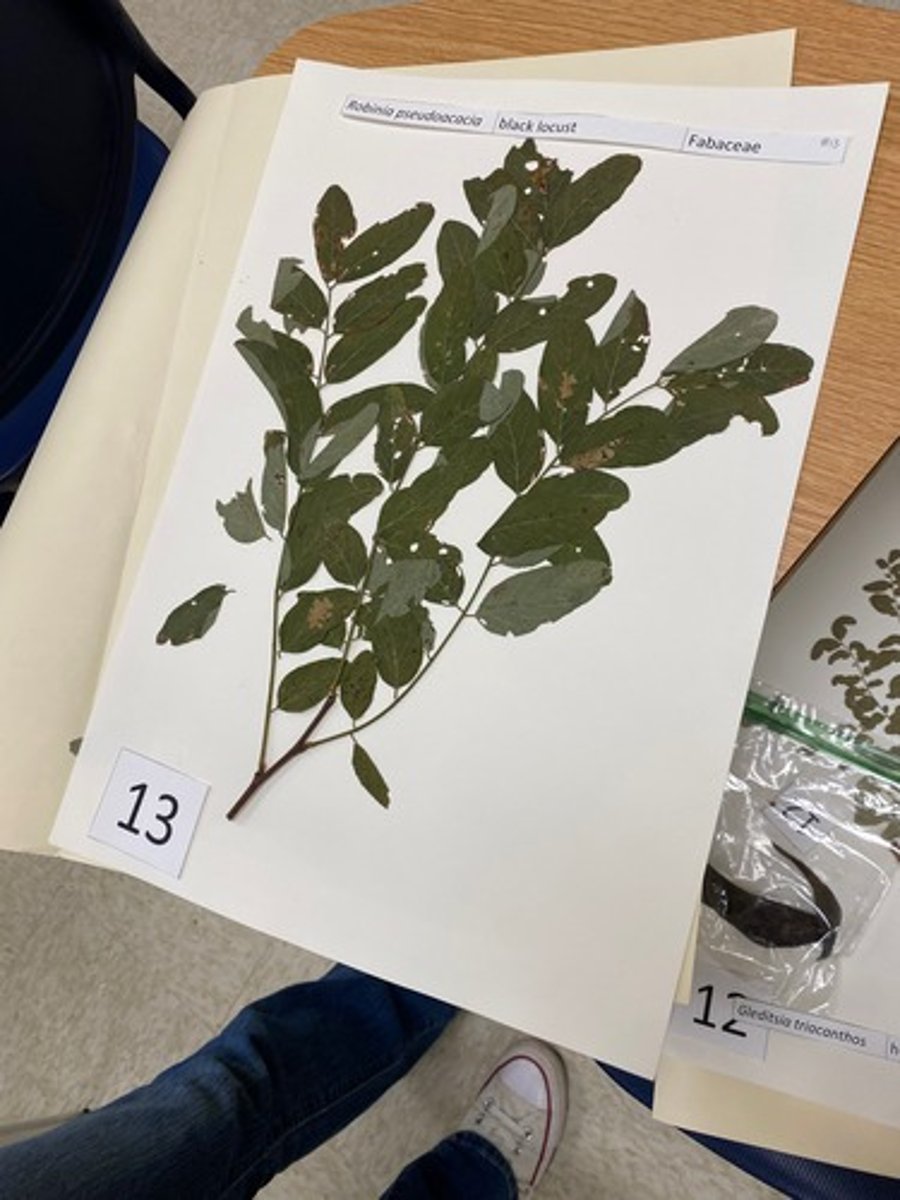 <p>Robinia pseudoacacia (Fabaceae)</p>