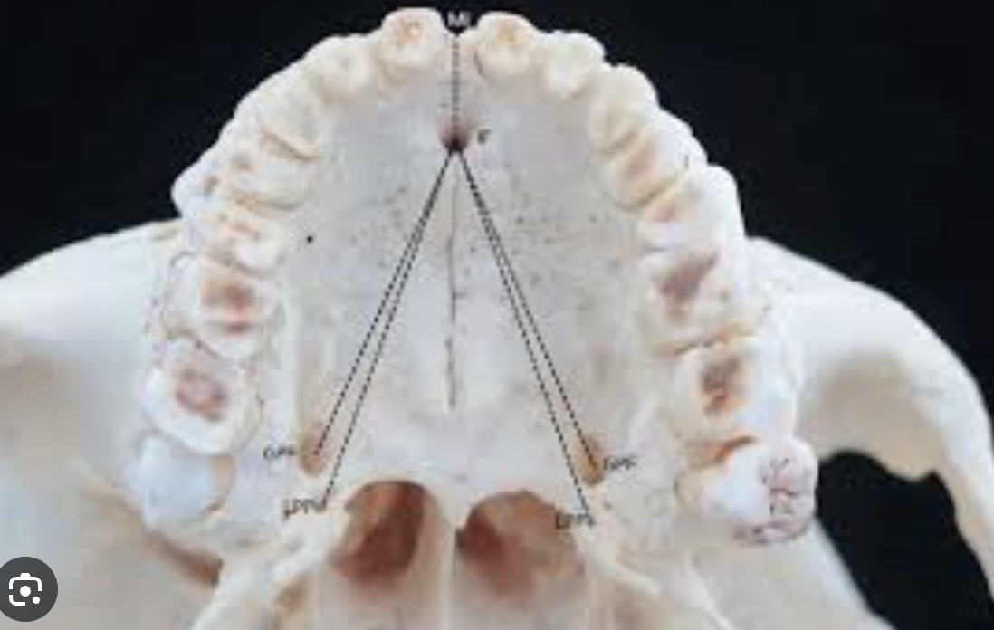 <p>The hole on the anterior aspect of the roof of the mouth</p>