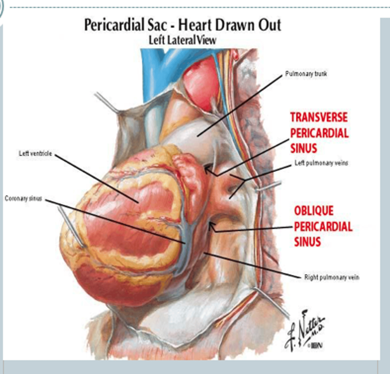<p>oblique sinus of pericardium</p>