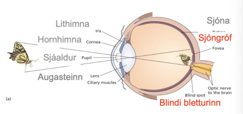 - Svæði á sjónhimnu þar sem símar, sem bera sjónupplýsingar, yfirgefa sjónhimnu og mynda sjóntaugina
- Ástæðan fyrir blinda blettinum (blind spot)
