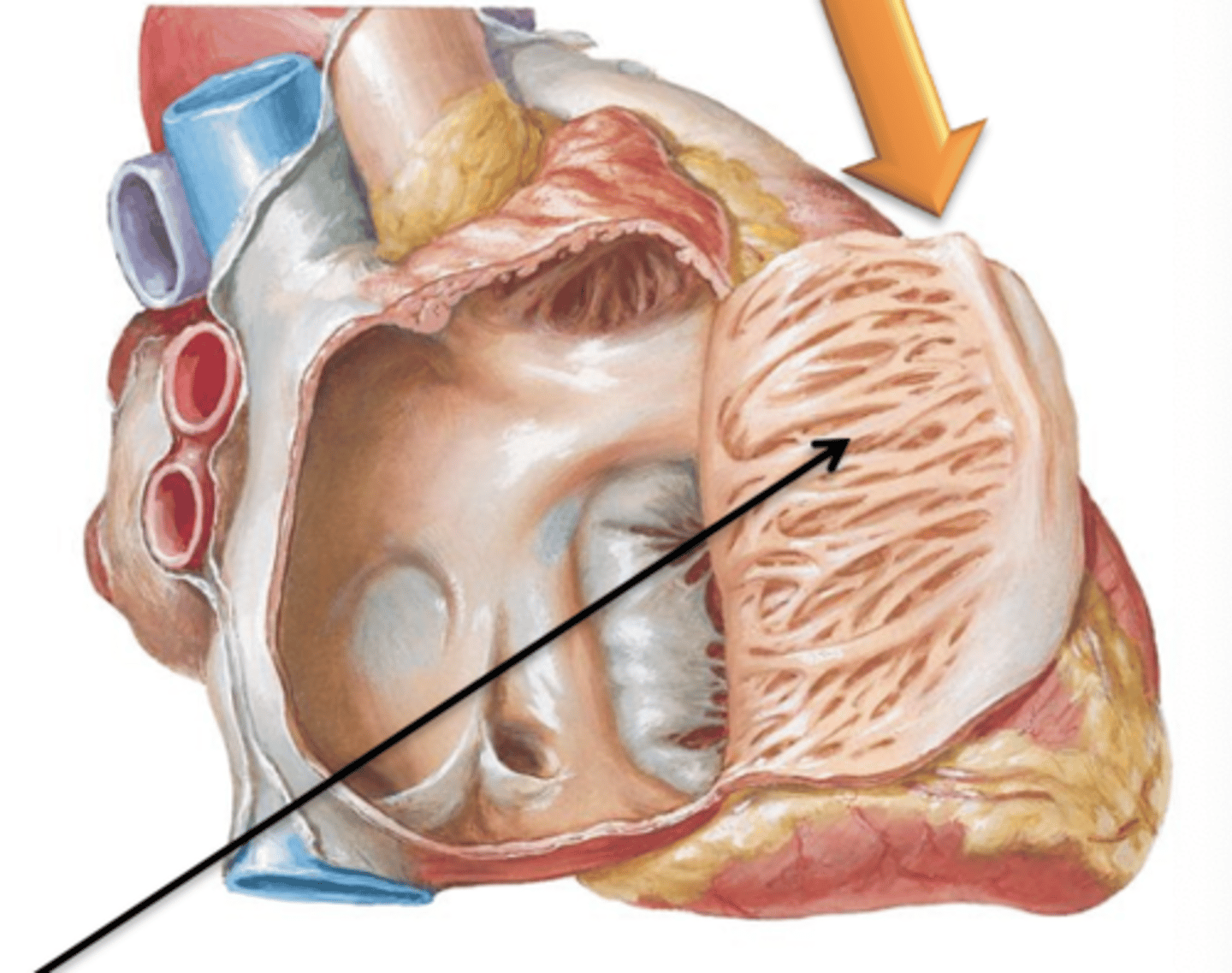 <p>Muscular ridge-like projections extending from the crista terminalis. Found within the right atrium and in right and left auricles.</p>
