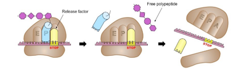 <p>When the ribosome reaches the stop codon, a protein called the release factor, causes the polypeptide chain to separate from the ribosome.</p>