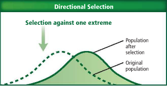 <p>favors traits that are at one extreme of a range of traits</p>