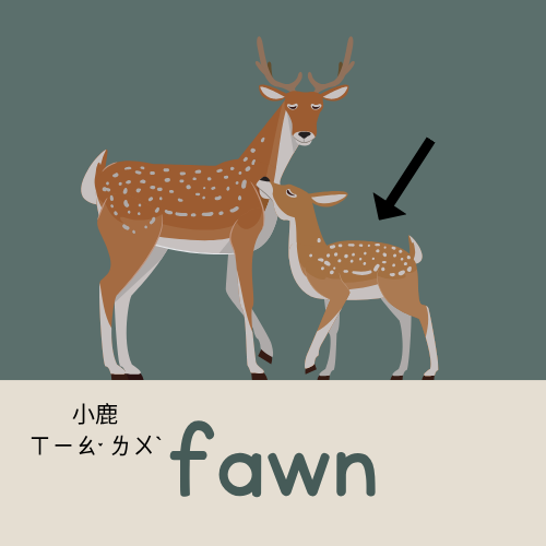<p>fawn</p>