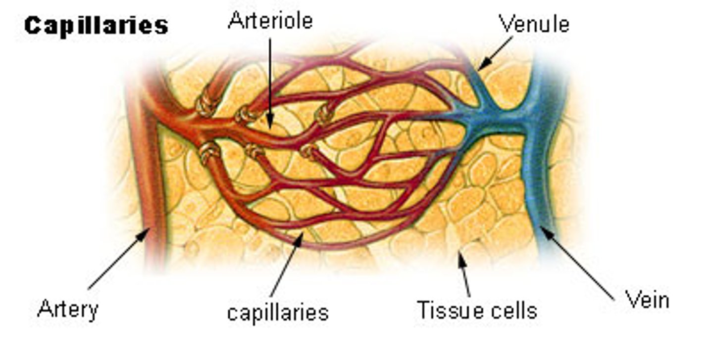 <p>Primary vessels involved in vasoconstriction/vasodilation. Control blood flow to capillaries.</p>