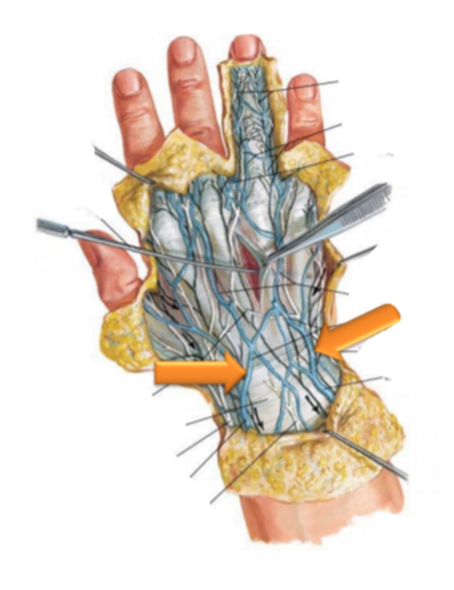 <p>identify the structure(s) indicated by the arrow</p>