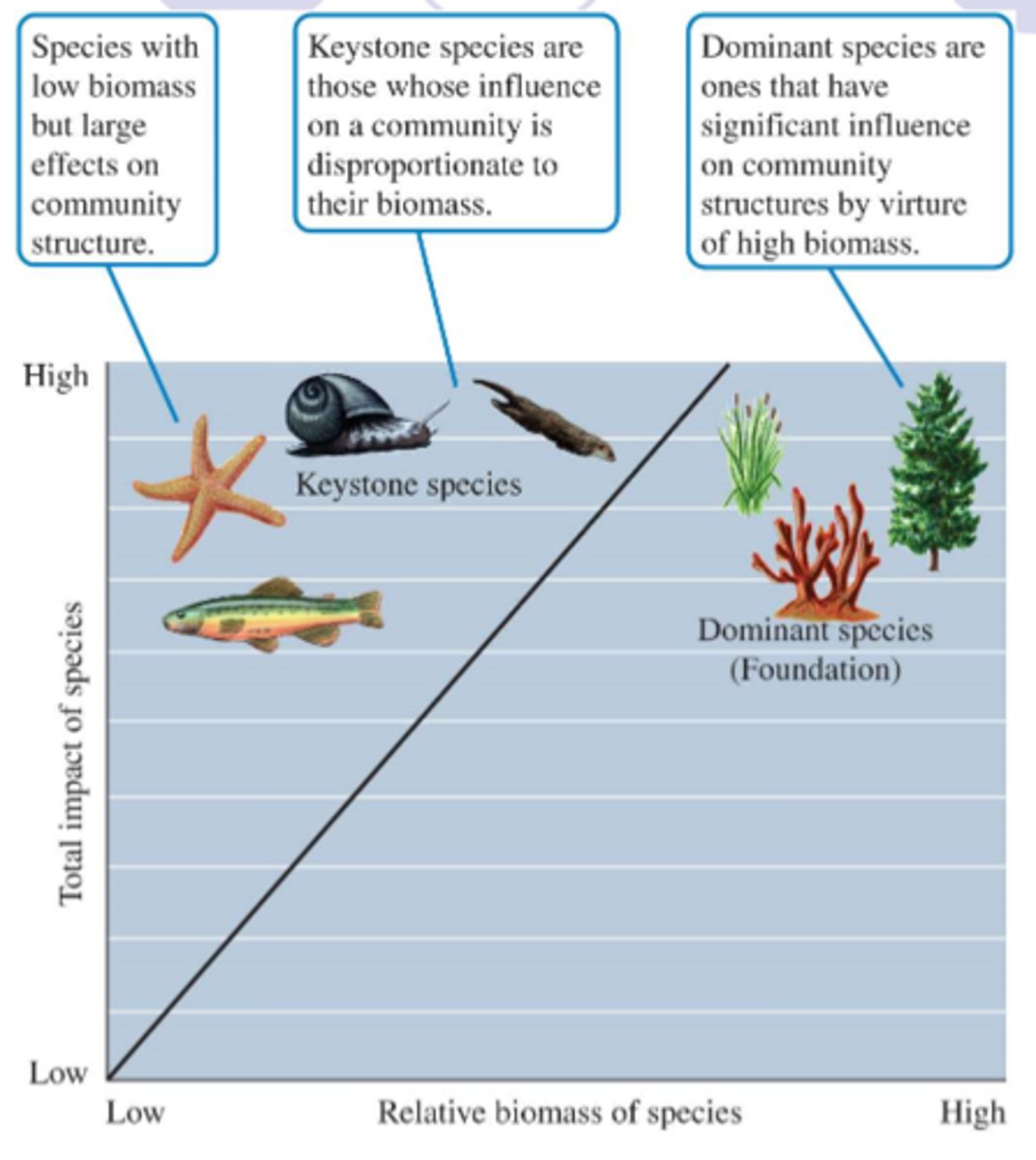 <p>organisms, such as abundant forest tree species or reef coral species, that substantially influences community structure as a consequence of their abundance</p>