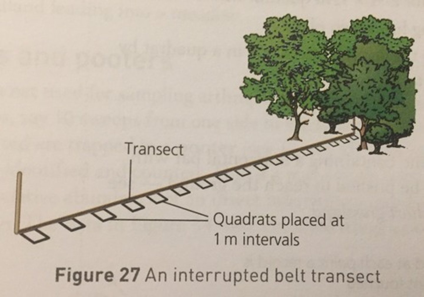 <p>A wider strip to sample more thoroughly, using quadrats to generate population data</p>