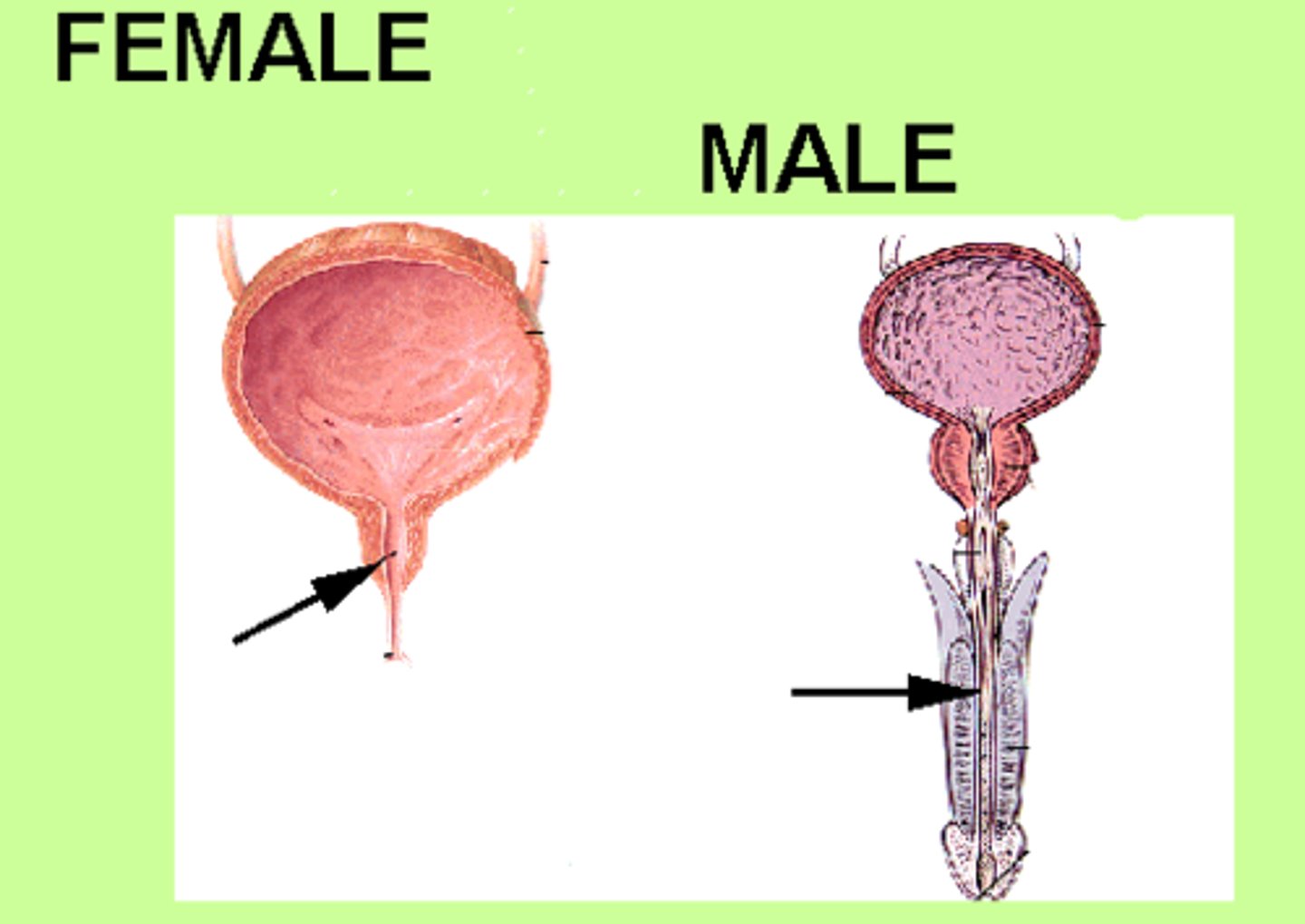 <p>The urethra is closer to the bladder in females, men have a penis between them, women only have a short distance</p>