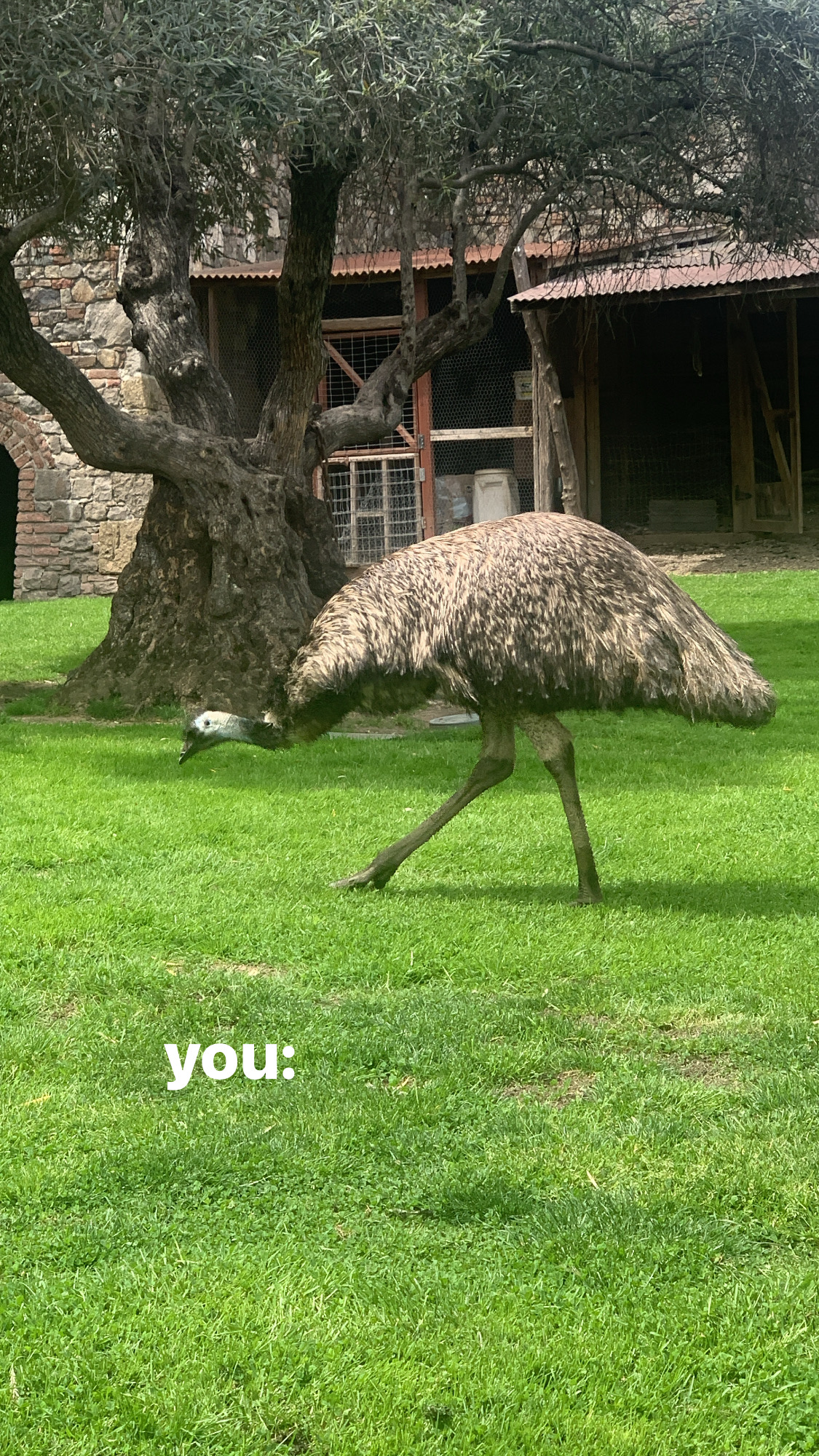 <p>What makes Emus unique among ratites? How fast can they sprint?</p>