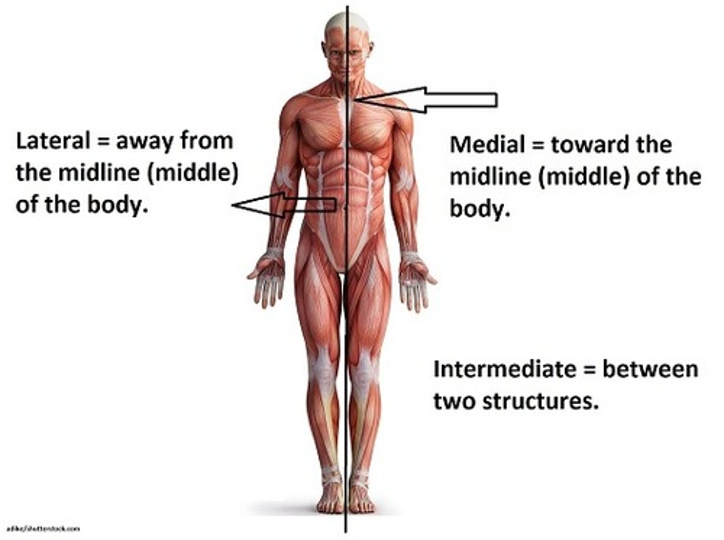 <p>Away from the midline of the body (the radius is lateral to the ulna, the ears are lateral to the nose).</p>