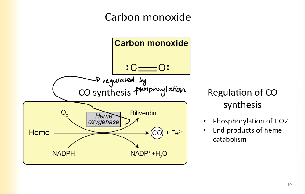 <ul><li><p>Iron and CO are the end products of heme catabolism</p></li><li><p>Heme goes through heme oxygenase to make Co and Fe</p></li></ul>