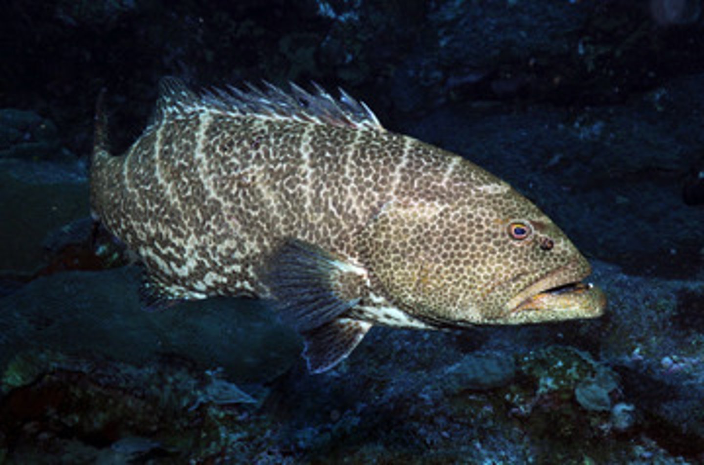 <p>adapted for diverse environments</p><p>labeled the "garbage can" taxon because they are scavengers</p><p>Groupers</p>