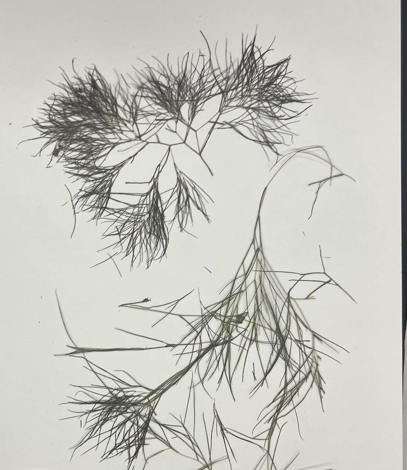 <p>plant?</p>