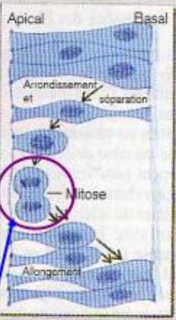 <p>TOUJOURS au contact de la <span style="color: rgb(228, 12, 12);">lumière </span>d'où le nom de <span style="color: rgb(55, 169, 64);">zone germinative</span> donnée à cette partie du tube.</p><p>le schéma explique bien pourquoi elle est dans la lumière&nbsp;</p>