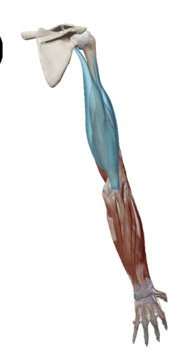 <p>Name the muscle and point out its head</p>