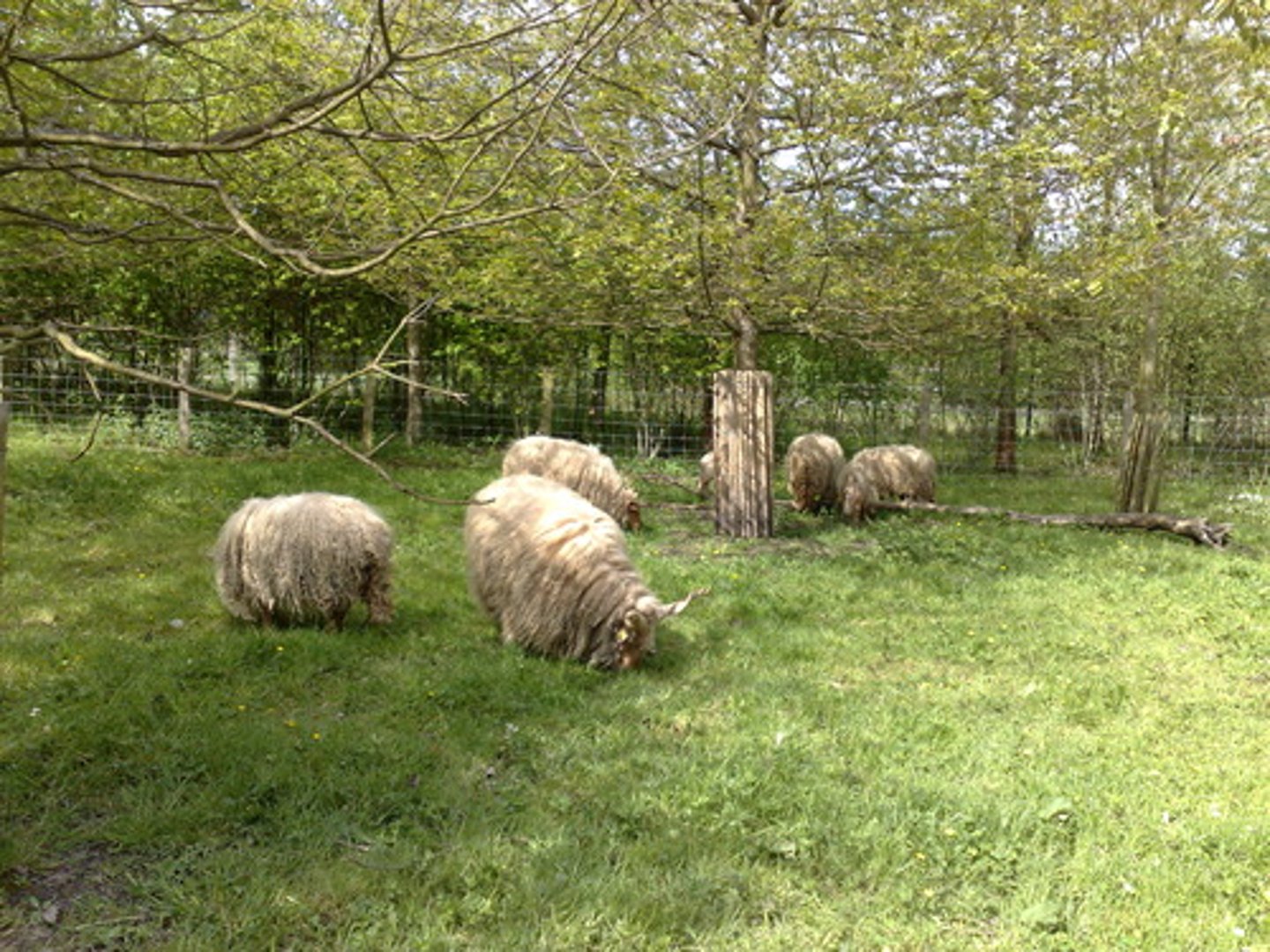 <p>sheep</p>