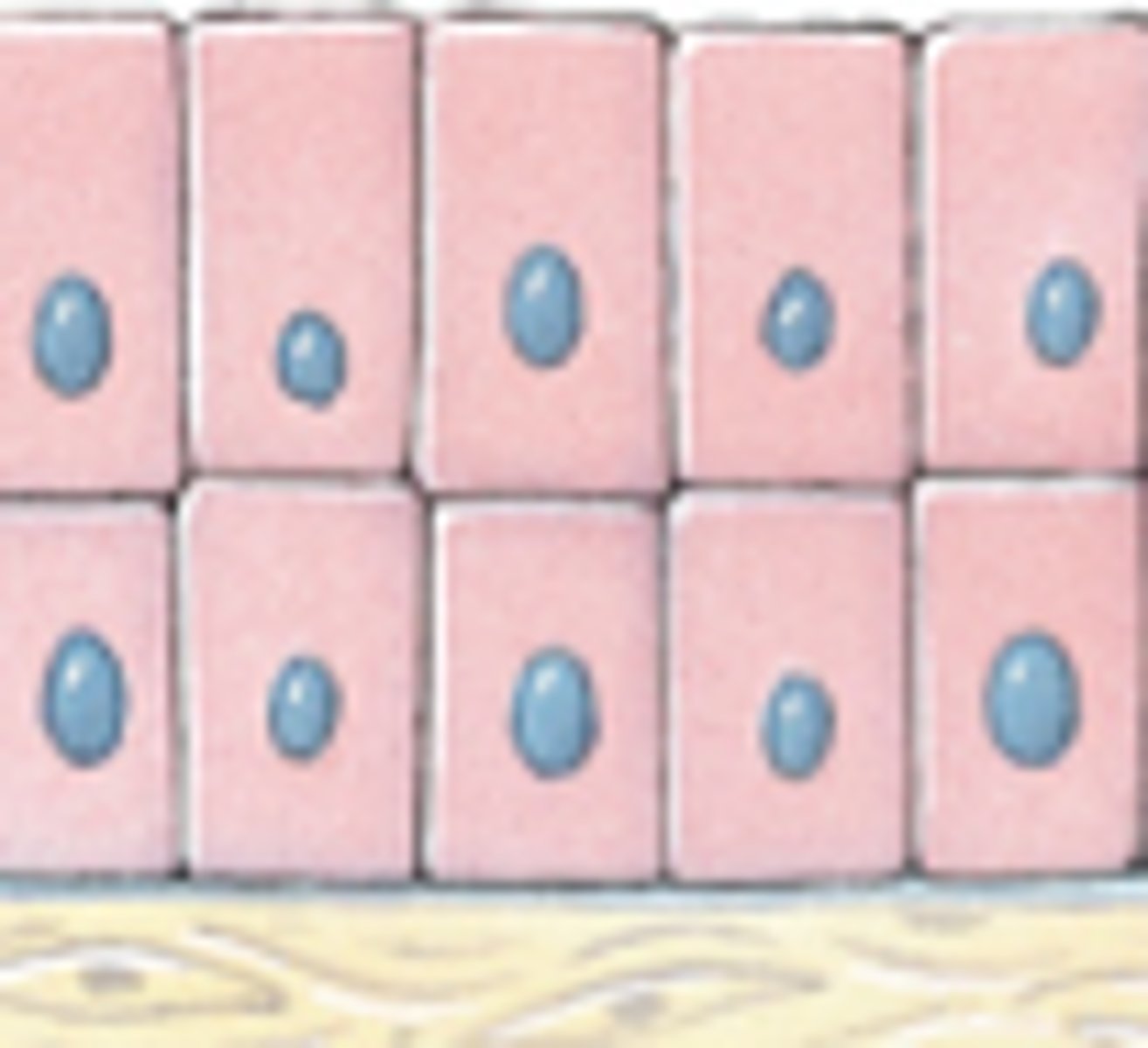 <p>Important for secretion</p><p>- Exocrine Glands</p>