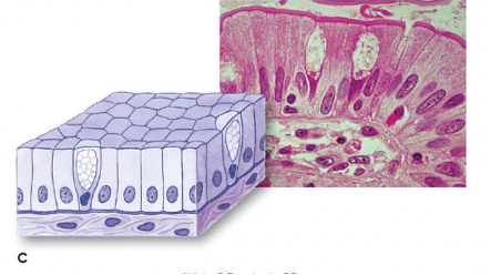 <p>tall elongated cells (rectangles); often associated with highly absorptive surfaces (e.g. intestinal tract)</p>