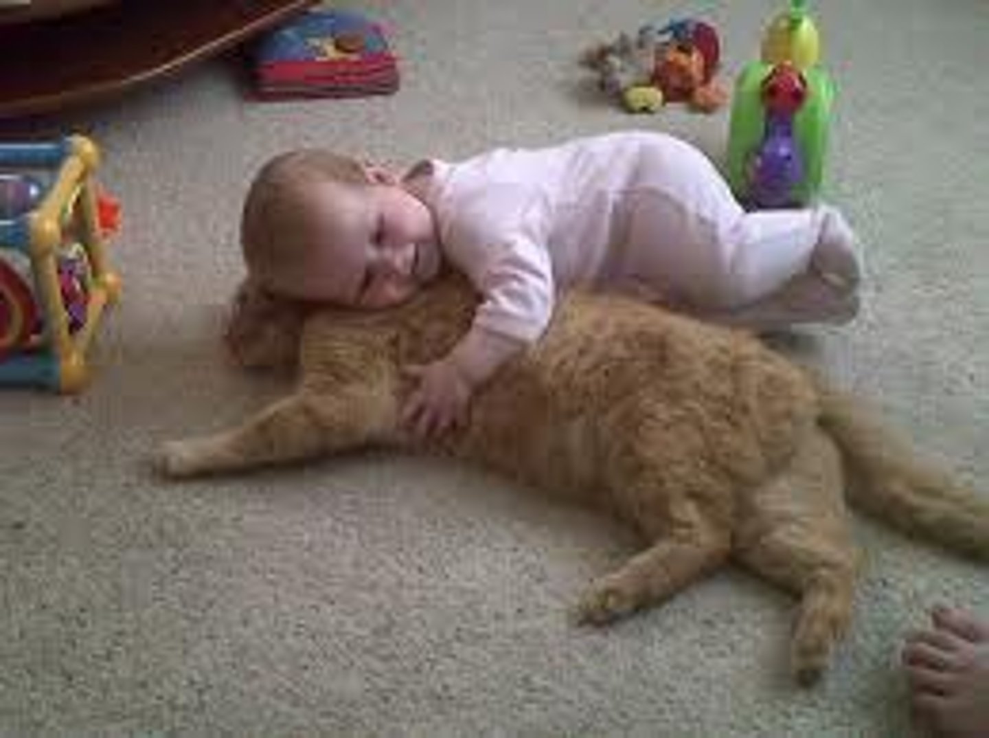 <p>Habitually do something.</p><p>The babies _______ to love pets.</p>
