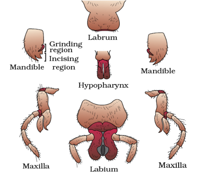 • Bitting and Chewing type
• Labrum: upper lip, which is broad, flattened, and movable sclerite of the dorsal side of the head capsule.
• Mandible: 1-pair of triangular structures with chitinous teeth. (Grinding of food) (lateral side)
• 1st Maxillae: 1 pair and form lateral wall of the pre-oral cavity. Pickup of food and clean antennae and wing.
• 2nd Maxillae (Labium): a platform for food and lower lip. (ventral side)
• Hypopharynx: tongue, salivary duct at the base of the hypopharynx, a median lobe, flexible, lies within cavity enclosed by mouth parts.