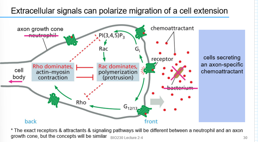 <p>migration of cell extension (attractants direct the extensions of the growth cone in a particular direction)</p>