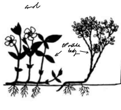 <p>obnovovací pupeny <strong>do 30 cm</strong> nad zemí<br>keře a polokeře, v zimě pod sněhem</p>