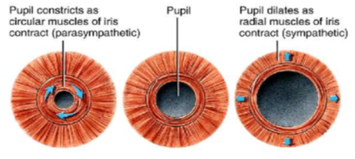 <p>◦contraction causes constriction of pupil<br>◦Parasympathetic system<br>◦Innervated by CN III<br>◦Miosis or myosis</p>