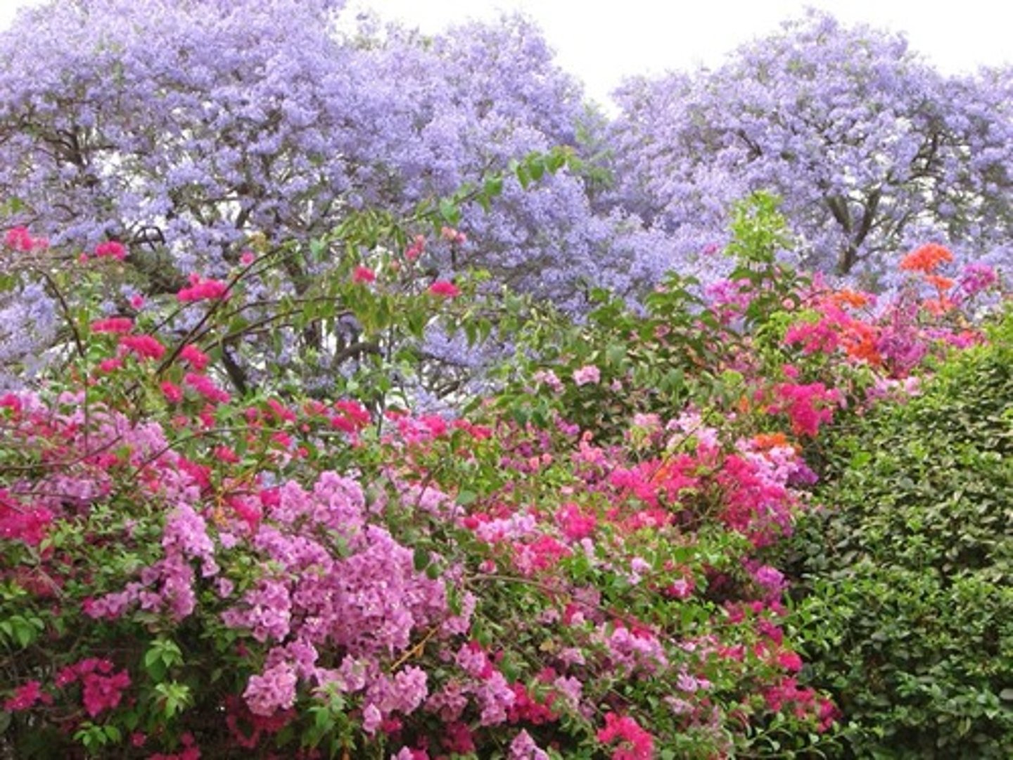 <p>(adj.) fragrant, smelling strongly; tending to arouse memories or create an aura</p><p>(SYN: evocative, reminiscent, aromatic)</p><p>(ANT: unevocative, odorless)</p>