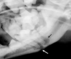 <p><span><span>What view is this and what is the pathology?</span></span></p>