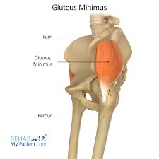 <p>Gluteus minimus action</p>