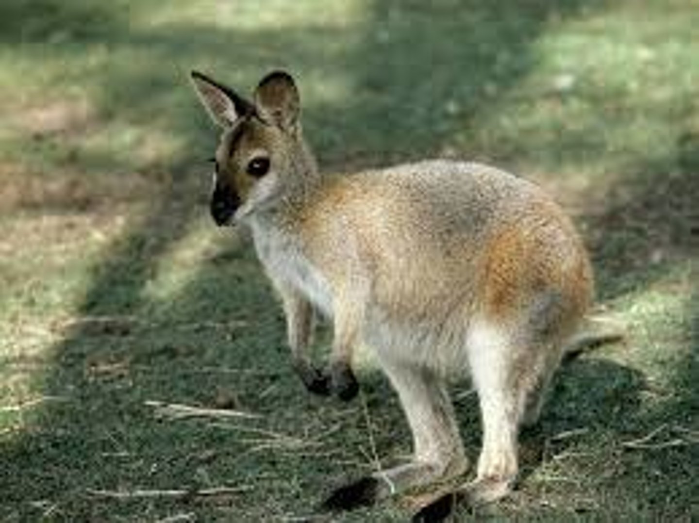 <p>een wallaby</p>