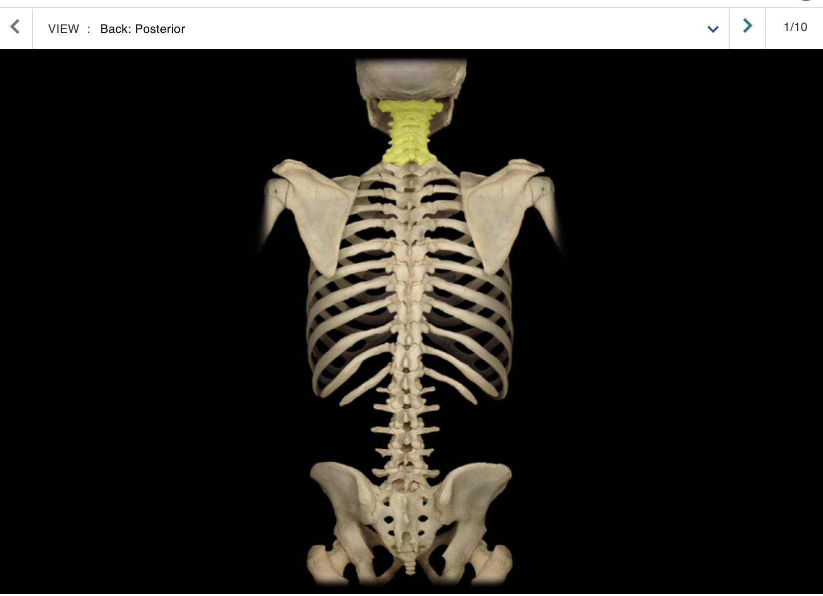 <p>Location:</p><ul><li><p>﻿﻿Neck</p></li><li><p>﻿﻿Between occipital bone and T1 vertebra</p></li></ul><p class="p1">Description:</p><ul><li><p>﻿﻿Seven individual vertebrae</p></li><li><p>﻿﻿Characteristic features include transverse foramen and bifid (split) spinous process on C3-C6</p></li></ul><p>Comment:</p><p class="p1">• Atlas (C1 vertebra) articulates with skull</p>