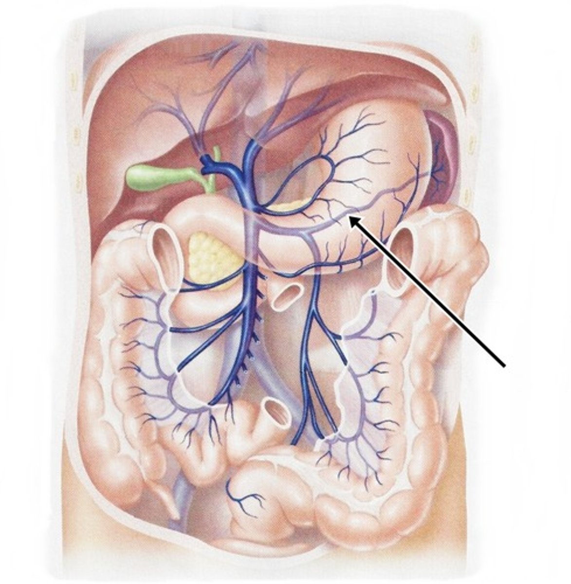 <p>drains spleen</p>