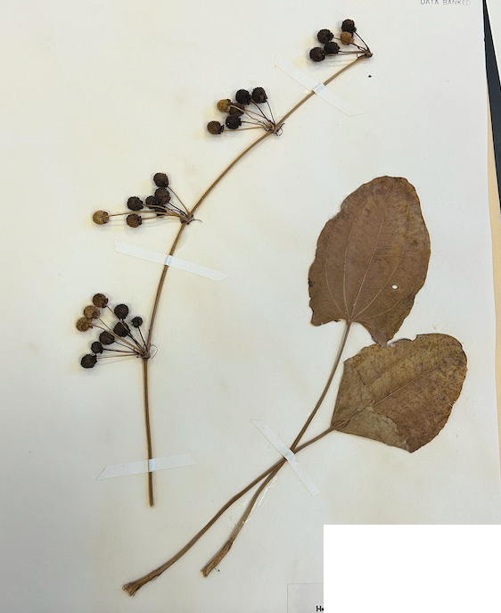 <p>Order? Family?</p>