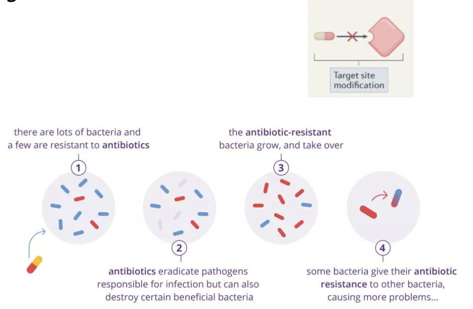 <p>Spontaneous mutations change the targets so that it no longer binds an antibiotic</p>