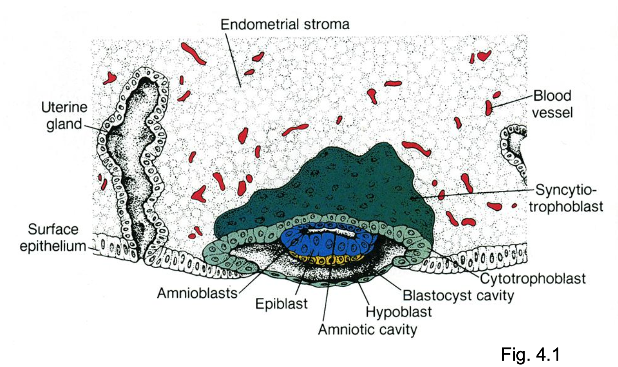 <ul><li><p>epiblast, hypoblast, and amniotic cavity</p></li></ul><p></p>