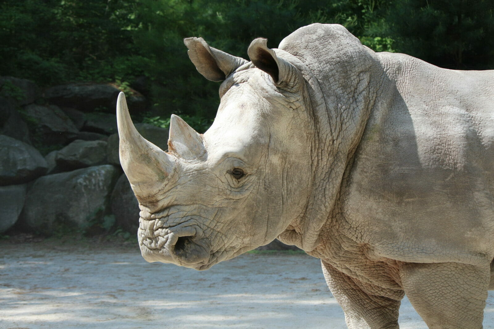 <p>White Rhinoceros</p>