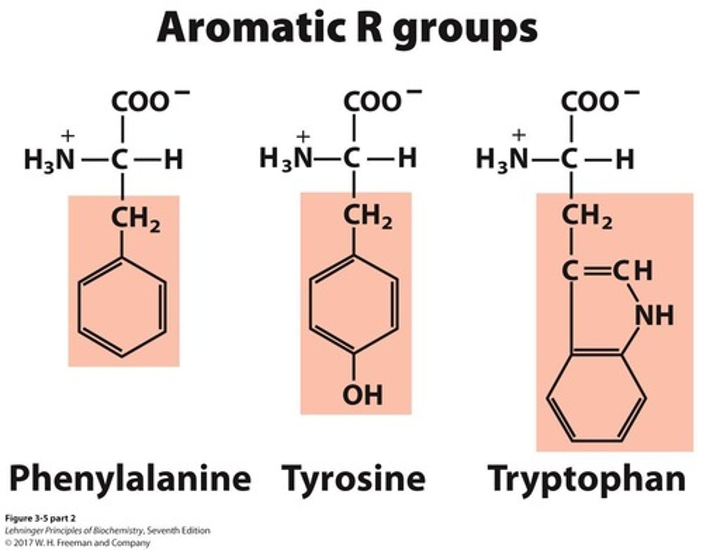 <p>A group of amino acids that includes 3 members.</p>