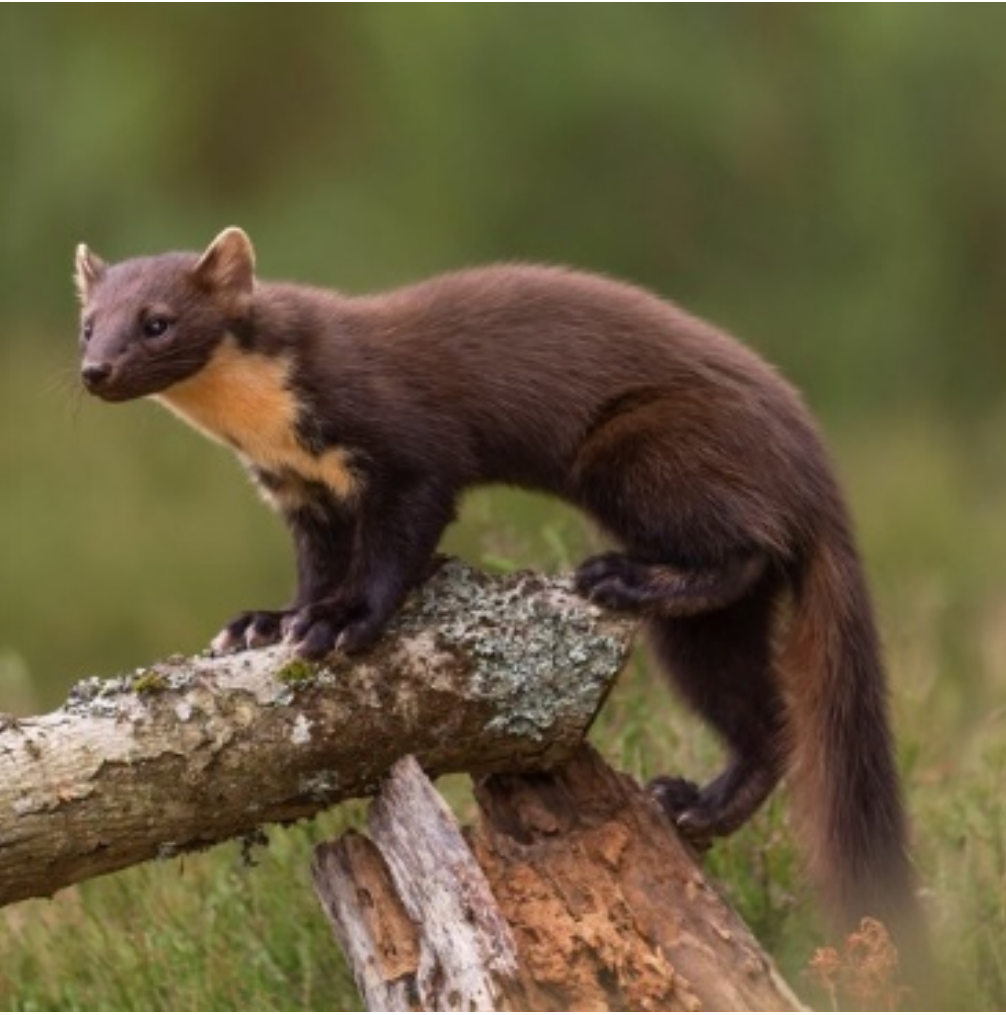Which mammal species is in this picture?
